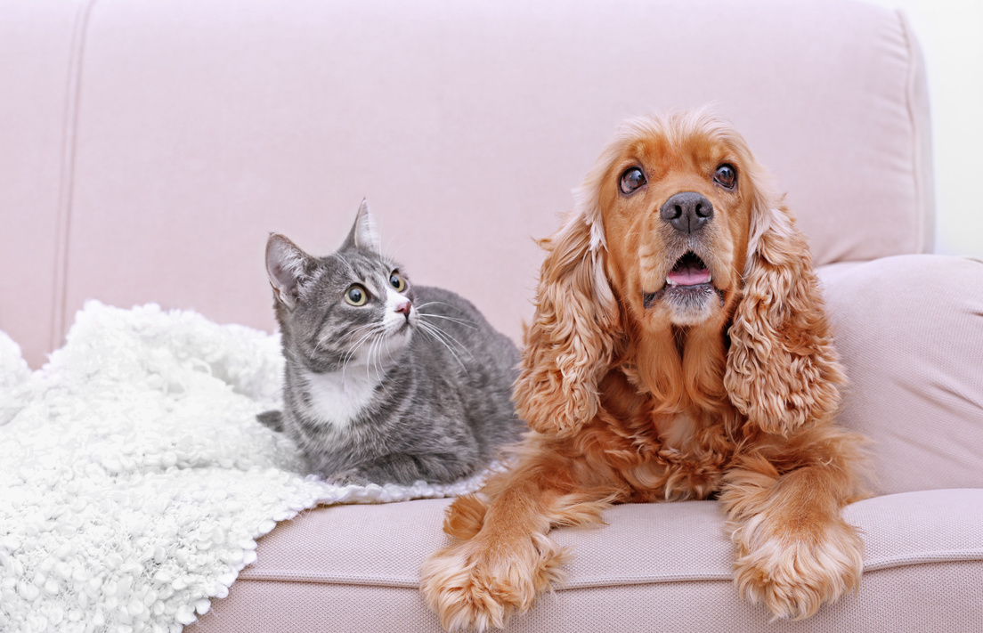 Dog and Cat Together on Couch 