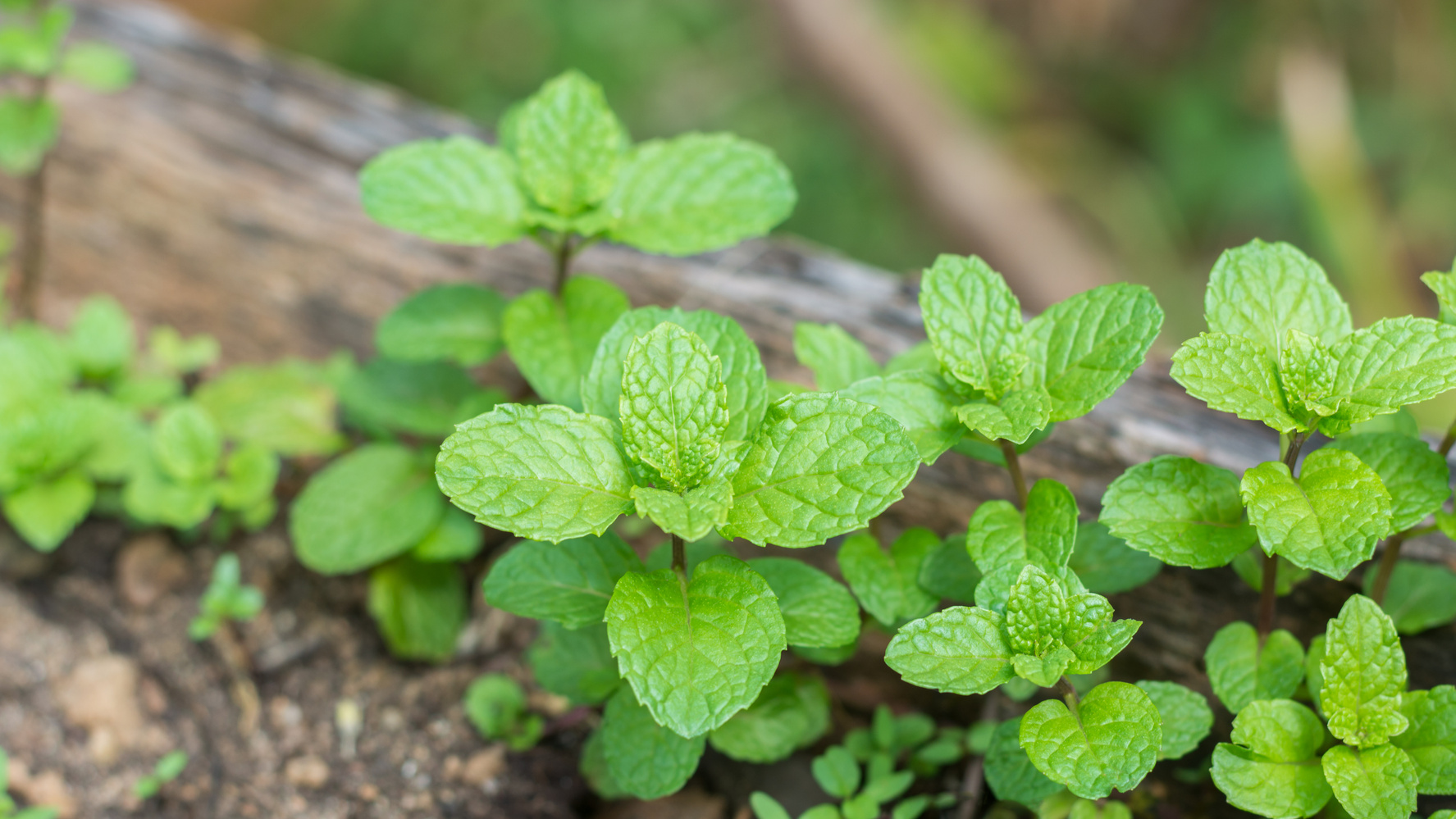 mint plant, fresh green fragrant herb grown in the garden